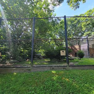 Beardsley 7/22 - Amur tiger