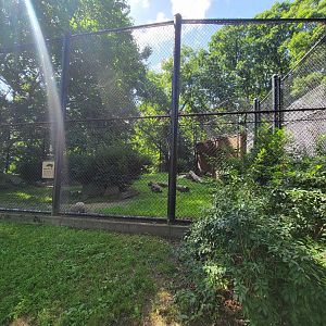 Beardsley 7/22 - Amur tiger