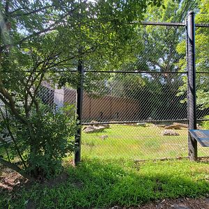 Beardsley 7/22 - Amur tiger