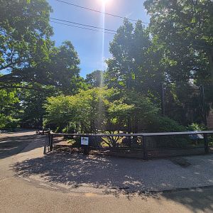 Beardsley 7/22 - Amur tiger