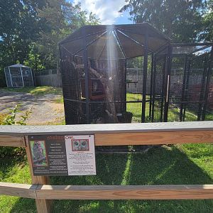 Beardsley 7/22 - Farmyard, barred owl