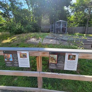 Beardsley 7/22 - Farmyard, Harris's hawk, red-tailed hawk