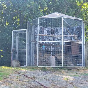 Beardsley 7/22 - Farmyard, Harris's hawk, red-tailed hawk