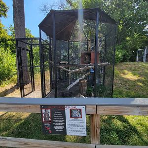 Beardsley 7/22 - Farmyard, great horned owl