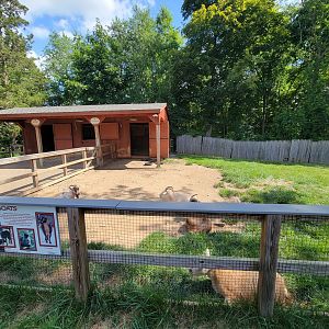 Beardsley 7/22 - Farmyard, goats