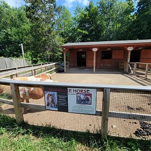 Beardsley 7/22 - Farmyard, miniature horse