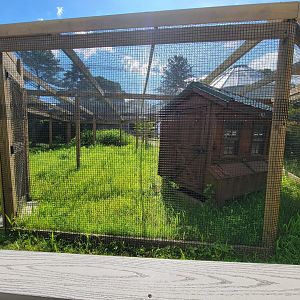 Beardsley 7/22 - Farmyard, unsigned bird yard