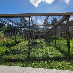 Beardsley 7/22 - Farmyard, common raven