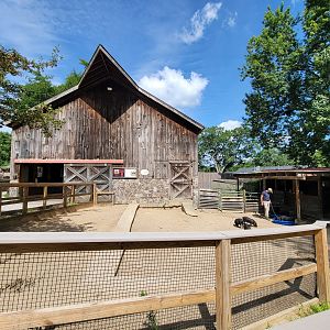 Beardsley 7/22 - Farmyard, Guinea hog piglets