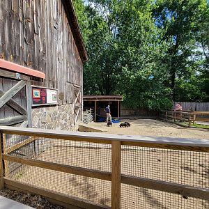 Beardsley 7/22 - Farmyard, Guinea hog piglets