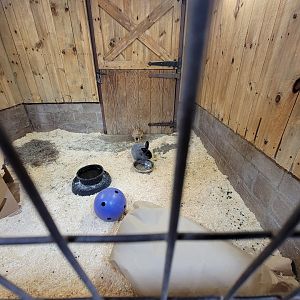 Beardsley 7/22 - Farmyard, domestic rabbits