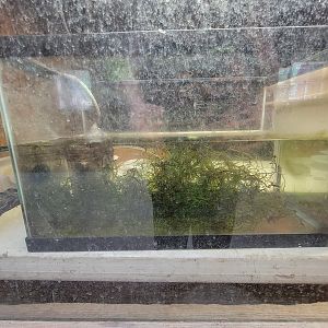 Beardsley 7/22 - Farmyard, "adult striped newts"