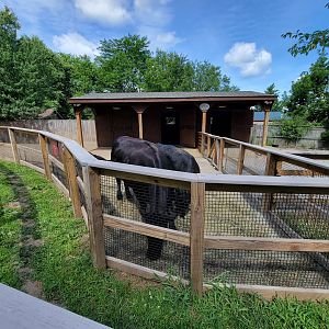 Beardsley 7/22 - Farmyard, Dexter cattle