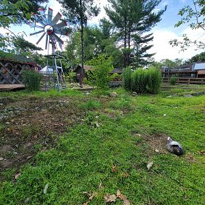 Beardsley 7/22 - Farmyard, domestic ducks