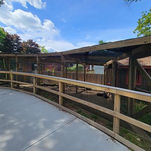 Beardsley 7/22 - Farmyard, Indian peafowl