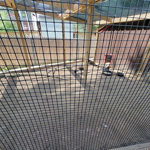 Beardsley 7/22 - Farmyard, Indian peafowl