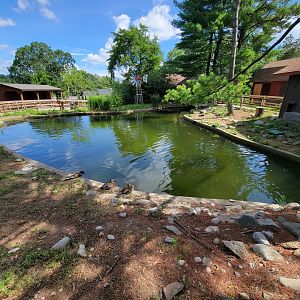 Beardsley 7/22 - Farmyard, wild mallards