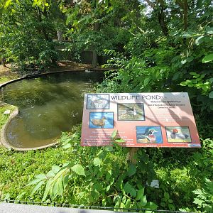 Beardsley 7/22 - Farmyard, another duck pond