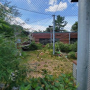 Beardsley 7/22 - Black-handed spider monkeys