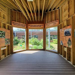 Beardsley 7/22 - Black-handed spider monkey viewing