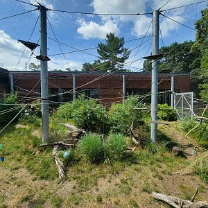 Beardsley 7/22 - Black-handed spider monkeys