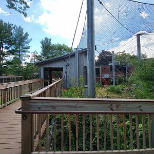 Beardsley 7/22 - Black-handed spider monkeys