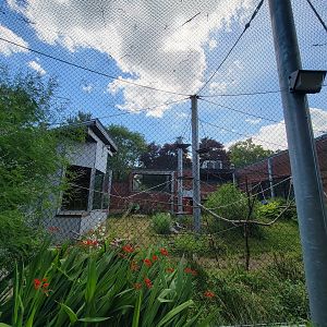 Beardsley 7/22 - Black-handed spider monkeys