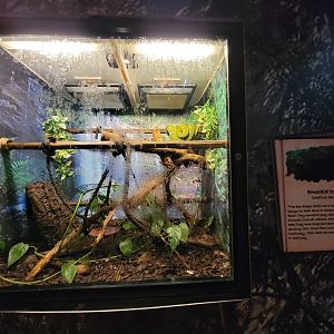 Beardsley 7/22 - Rainforest Building, emerald tree boa