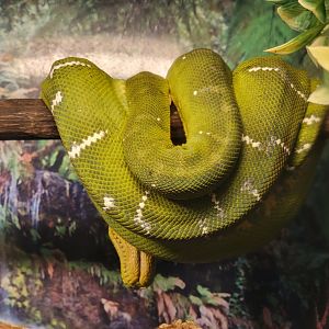 Beardsley 7/22 - Rainforest Building, emerald tree boa