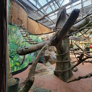 Beardsley 7/22 - Rainforest Building, white-faced saki and black howler