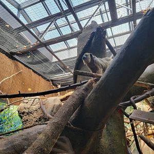Beardsley 7/22 - Rainforest Building, white-faced saki and black howler