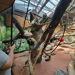 Beardsley 7/22 - Rainforest Building, white-faced saki and black howler