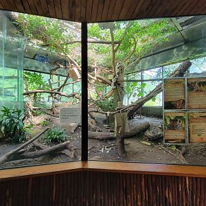 Beardsley 7/22 - Rainforest Building, Brazilian ocelot