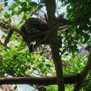 Beardsley 7/22 - Rainforest Building, Brazilian ocelot