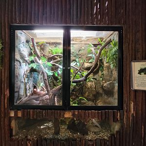 Beardsley 7/22 - Rainforest Building, axolotl