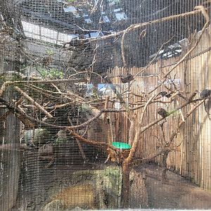 Beardsley 7/22 - Rainforest Building, Goeldi's marmoset