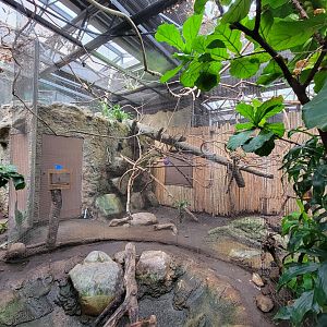 Beardsley 7/22 - Rainforest Building, Goeldi's marmoset