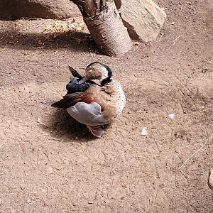 Beardsley 7/22 - Rainforest Building, ringed teal