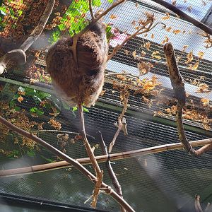 Beardsley 7/22 - Rainforest Building, Hoffman's sloth