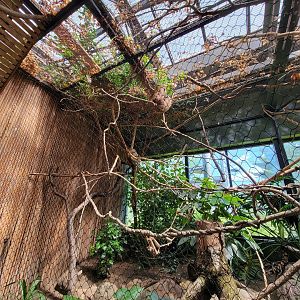 Beardsley 7/22 - Rainforest Building, Hoffman's sloths