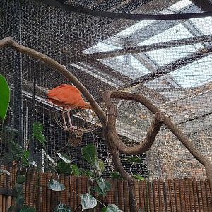 Beardsley 7/22 - Rainforest Building, scarlet ibis