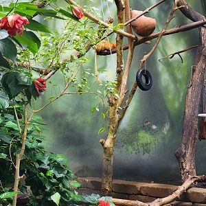 Beardsley 7/22 - Rainforest Building, golden lion tamarins