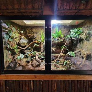Beardsley 7/22 - Rainforest Building, poison dart frogs