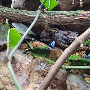 Beardsley 7/22 - Rainforest Building, poison dart frogs