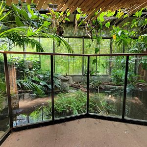 Beardsley 7/22 - Rainforest Building, Yacare caiman exhibit