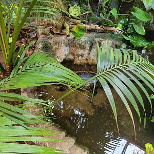 Beardsley 7/22 - Rainforest Building, Yacare caiman