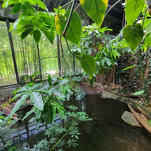 Beardsley 7/22 - Rainforest Building, Yacare caiman exhibit