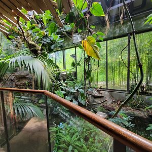 Beardsley 7/22 - Rainforest Building, Yacare caiman exhibit