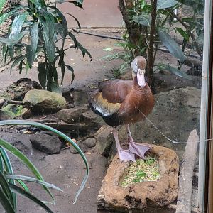 Beardsley 7/22 - Rainforest Building, black-bellied whistling duck