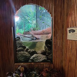 Beardsley 7/22 - Rainforest Building, yellow-spotted Amazon river turtle